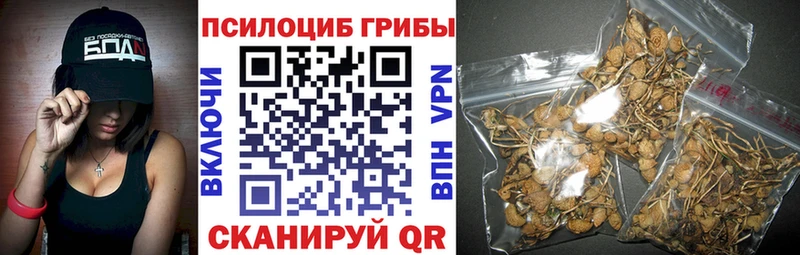 Купить  Староминская  Псилоцибиновые грибы Psilocybine cubensis 